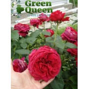 Роза флорибунда Rose des 4 Vents (Роз де Кятр Ван) 